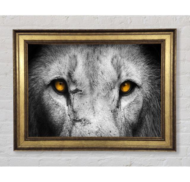 Lion Eyes Gerahmter Druck Bright Star Größe: 59,7 cm H x 84,1 cm B x 8 cm T on Productcaster.