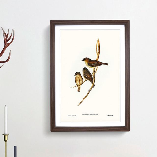 Dusky Robin by Elizabeth Gould - Picture Frame Painting Print East Urban Home Size: 36cm H x 27cm W x 2cm D, Frame Option: Walnut Framed on Productcaster.