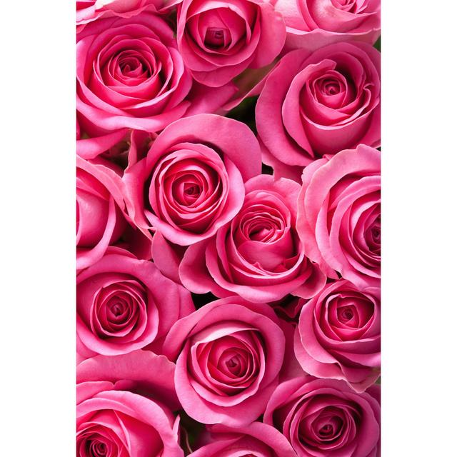 Logemann Beautiful Pink Roses by Olgamiltsova - Wrapped Canvas Photograph Latitude Run Size: 30cm H x 20cm W x 3.8cm D on Productcaster.