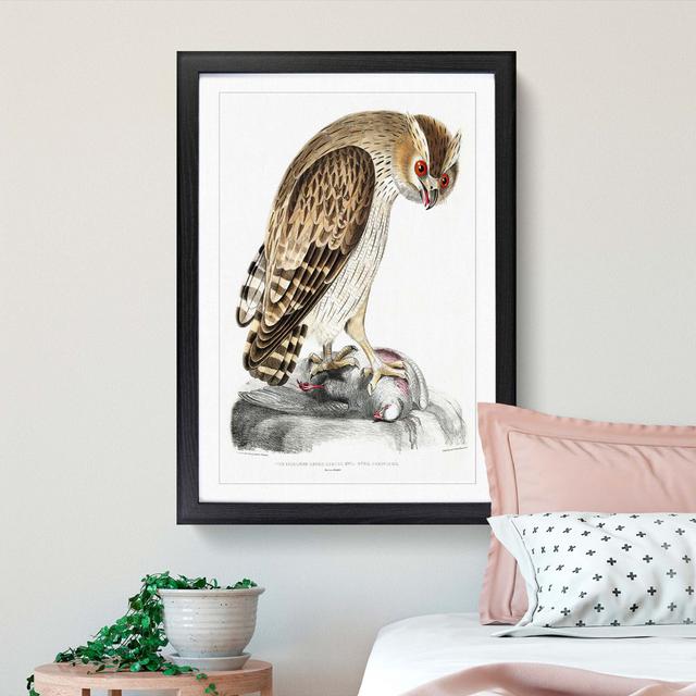 Horned Owl by John Edward Gray - Picture Frame Painting Print East Urban Home Size: 48cm H x 36cm W x 2cm D, Frame Option: Black Framed on Productcaster.