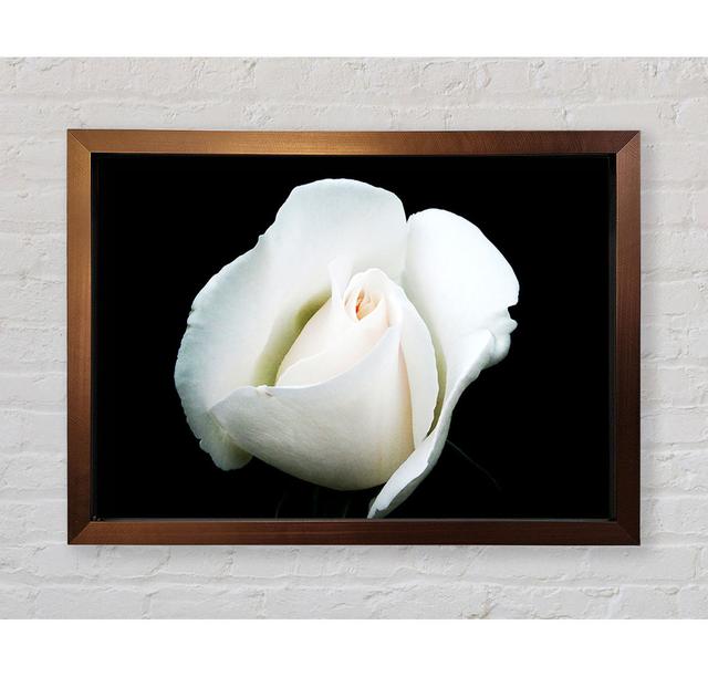 White Rose Blossom - Single Picture Frame Art Prints Bright Star Size: 42cm H x 59.7cm W x 3.4cm D on Productcaster.