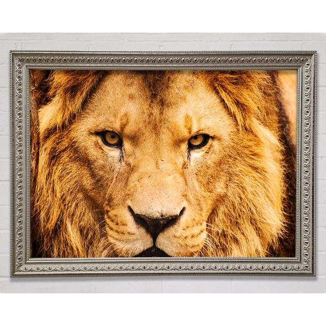 Angry Lion Face - Single Picture Frame Art Prints Ebern Designs Size: 100cm H x 141.4cm W on Productcaster.