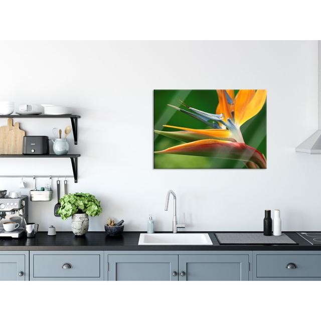 Tropical Flowers - No Frame Print on Glass 17 Stories Size: 60cm H x 80cm W x 0.4cm D on Productcaster.