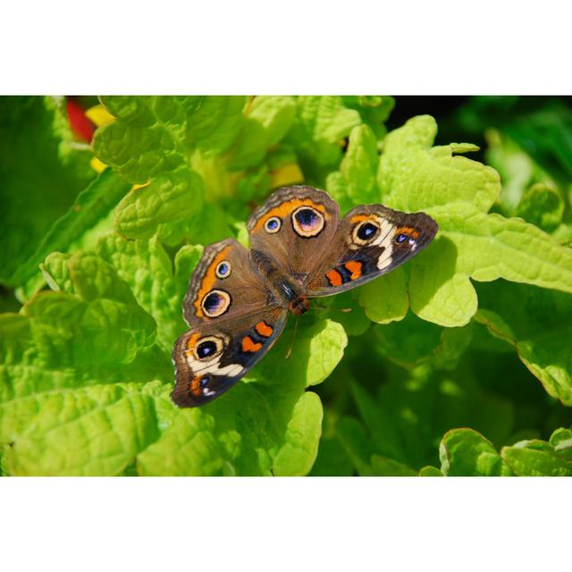 Brown Orange And Purple Butterfly - Wrapped Canvas Print Brambly Cottage Size: 51cm H x 76cm W x 3.8cm D on Productcaster.