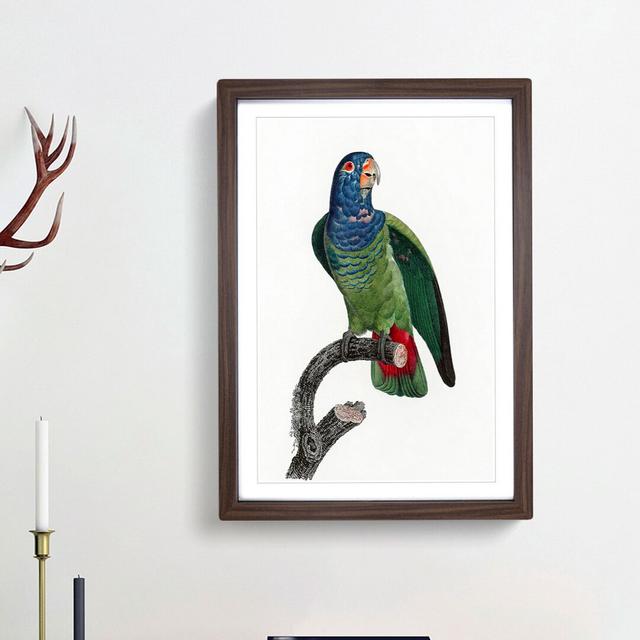 Blue Headed Parrot by F. Levaillant - Picture Frame Painting Print East Urban Home Size: 48cm H x 36cm W x 2cm D, Frame Option: Walnut Framed on Productcaster.