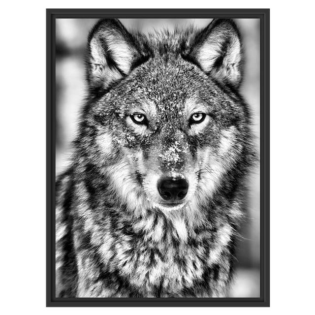 Gerahmtes Wandbild Wachsamer Wolf East Urban Home Größe: 80 cm H x 60 cm B on Productcaster.