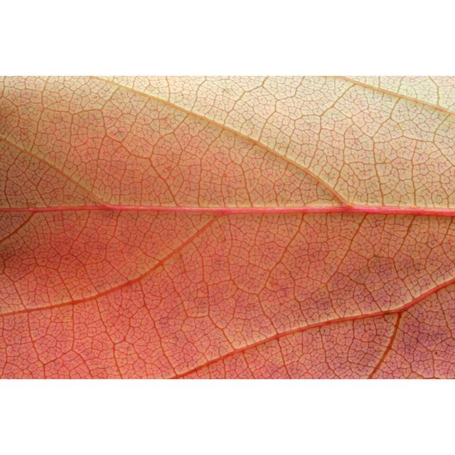 Leaf In Macro - Wrapped Canvas Print 17 Stories Size: 30cm H x 46cm W x 3.8cm D on Productcaster.