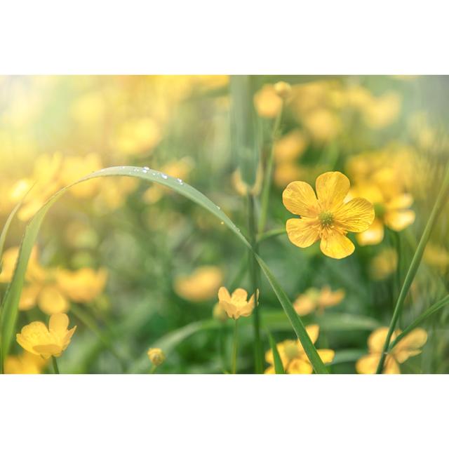 Laylonie Silverweed - Wrapped Canvas Print 17 Stories Size: 30cm H x 46cm W x 3.8cm D on Productcaster.