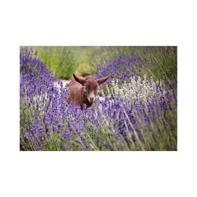 Baby Goat In Lavender by Karen Burke - Wrapped Canvas Print Lily Manor Size: 30.48cm H x 45.72cm W x 1.9cm D on Productcaster.