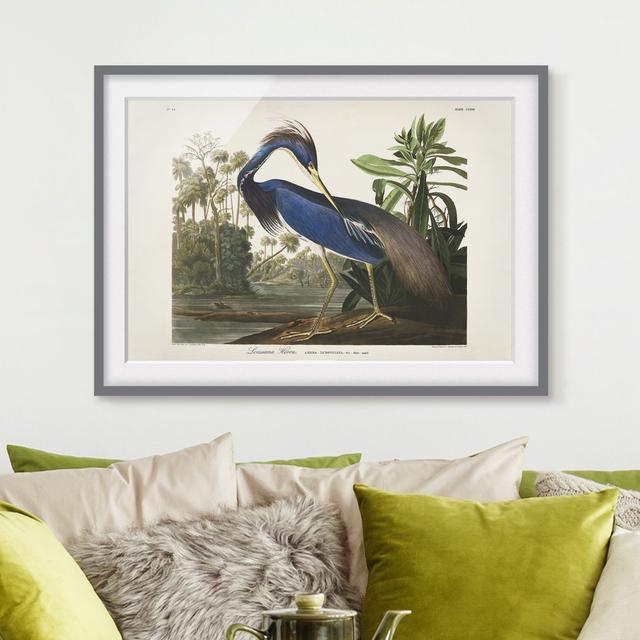 Vintage Educational Blackboard Louisiana Heron - Picture Frame Graphic Art Rosalind Wheeler Frame Option: Grey, Size: 30cm H x 40cm W x 2cm D on Productcaster.