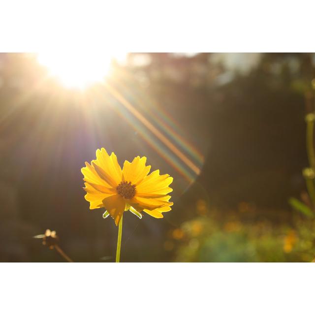 Yellow Chrysanthemum - Wrapped Canvas Photograph Ebern Designs Size: 51cm H x 76cm W on Productcaster.