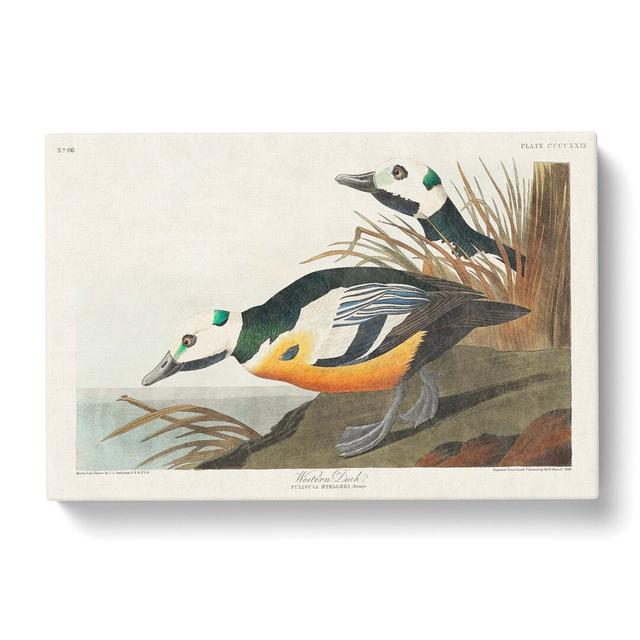 Western Ducks by John Audubon - Wrapped Canvas Painting East Urban Home Size: 35cm H x 50cm W x 3cm D on Productcaster.