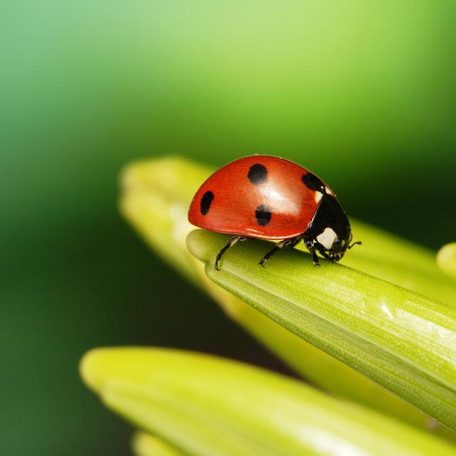 Slezak Ladybug - Wrapped Canvas Photograph Ebern Designs Size: 91cm H x 91cm W x 3.8cm D on Productcaster.