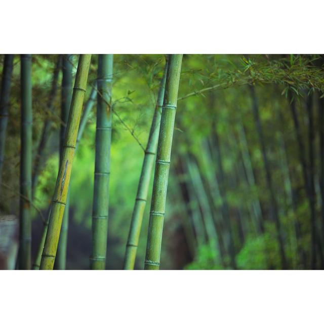 Asian Bamboo Forest by Chinaface - Wrapped Canvas Art Prints 17 Stories Size: 81cm H x 122cm W x 3.8cm D on Productcaster.