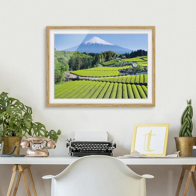 Gerahmtes Poster Tea Fields in Front of Mount Fuji East Urban Home Rahmenoptionen: Natürliches Eichenholz, Größe: 30 cm H x 40 cm B on Productcaster.