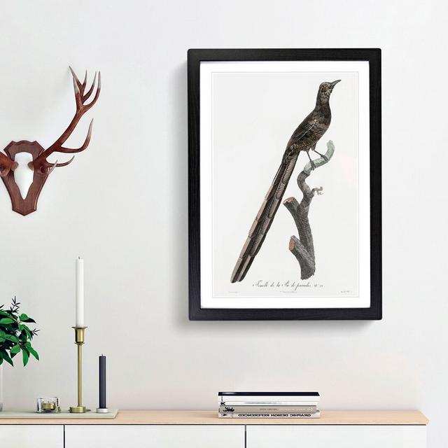 A Magpie Bird of Paradise by Jacques Barraband - Picture Frame Painting Print on Paper East Urban Home Size: 63cm H x 45cm W x 2cm D, Frame Option: Bl on Productcaster.