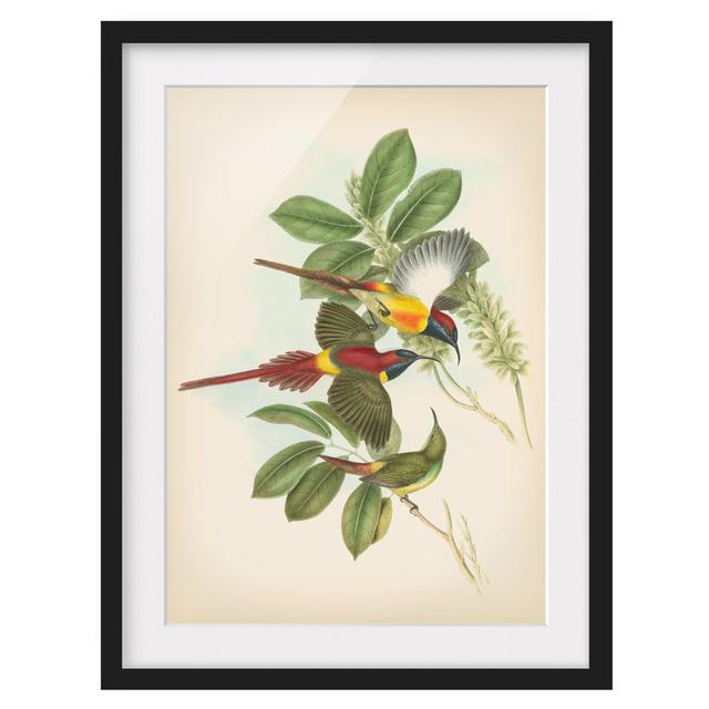 Vintage Illustration Tropical Birds III - Picture Frame Graphic Art Marlow Home Co. Frame Option: Black Framed, Size: 100cm H x 70cm W x 2cm D on Productcaster.