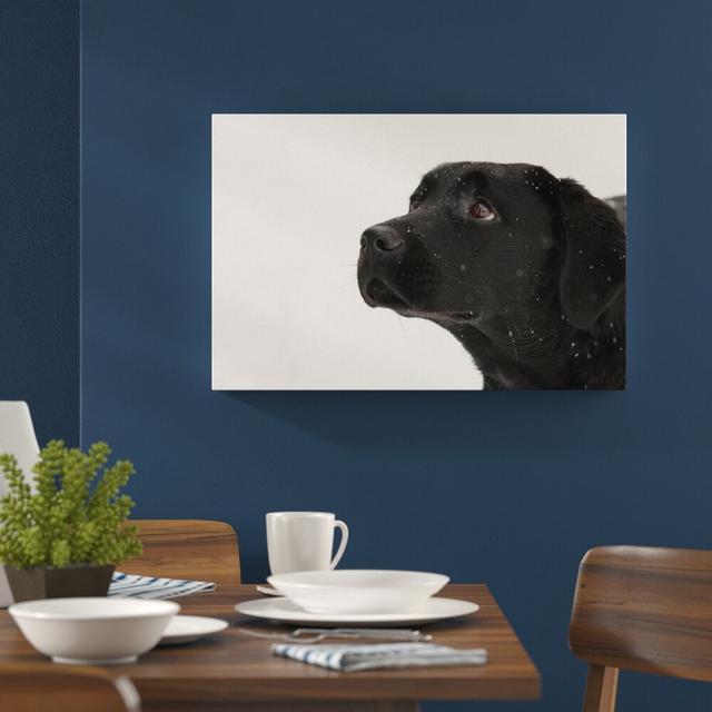 Leinwandbild „Schwarzer Labrador im Schnee" von Dieter Müßler, Fotodruck East Urban Home Größe: 80 cm H x 120 cm B on Productcaster.