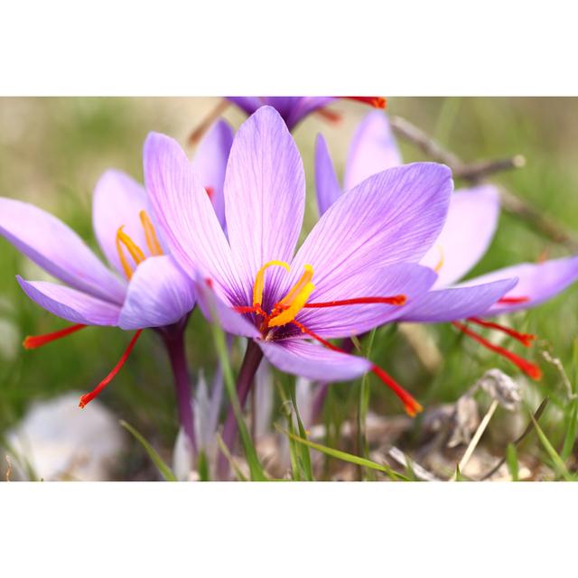 Saffron On The Field by Viperagp - Wrapped Canvas Print 17 Stories Size: 20cm H x 30cm W x 3.8cm D on Productcaster.