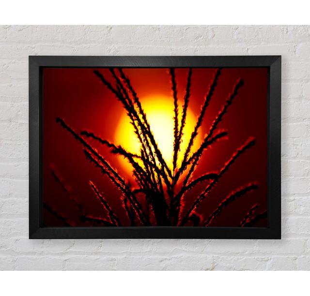 As The Sun Lights Up The Reeds - Single Picture Frame Art Prints Bright Star Size: 42cm H x 59.7cm W on Productcaster.