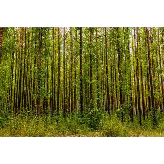 Eucalyptus Forest by Albertochagas - Wrapped Canvas Photograph Alpen Home Size: 61cm H x 91cm W on Productcaster.