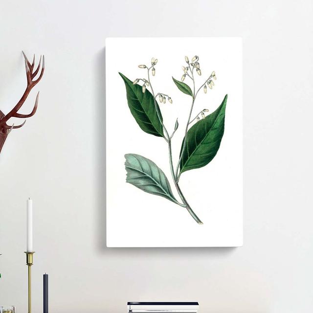 Gum Benjamin Tree Illustration - Wrapped Canvas Painting East Urban Home Size: 50cm H x 35cm W x 3cm D on Productcaster.