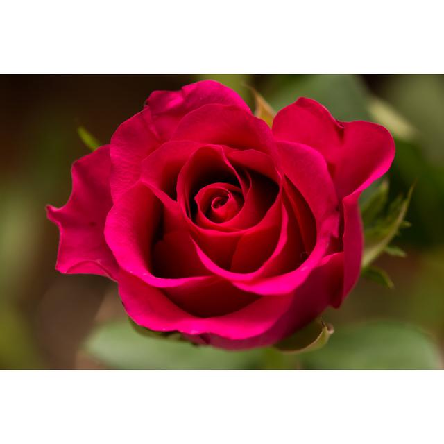 Close-up Of Red Rose by Luckeyman - Print Fairmont Park Size: 30cm H x 46cm W x 3.8cm D on Productcaster.