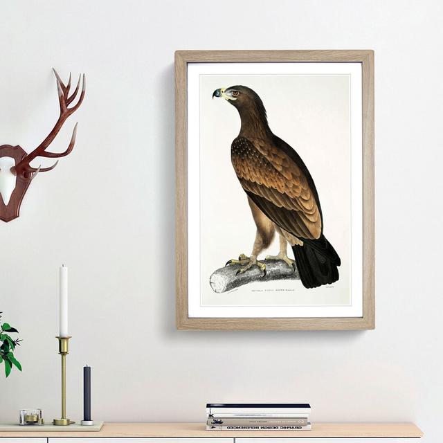 Brown Eagle Illustration by John Edward Gray - Picture Frame Art Print East Urban Home Frame Option: Oak Framed, Size: 87cm H x 62cm W x 2cm D on Productcaster.