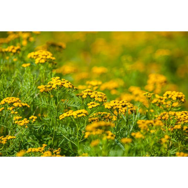 Lealo Meadow Of Ragweed Flowers by Spwidoff - Wrapped Canvas Print 17 Stories Size: 51cm H x 76cm W x 3.8cm D on Productcaster.