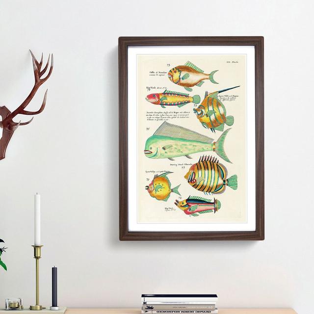 East Indies Fish Illustrations XVI by Louis Renard - Picture Frame Graphic Art Print East Urban Home Frame Option: Walnut Framed, Size: 36cm H x 27cm on Productcaster.