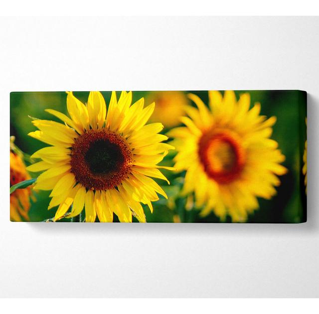 Sonnenblume Duo - Druck Sommerallee Format: Leinwandbild, Größe: 40,6 cm H x 101,6 cm B x 4,4 cm T on Productcaster.