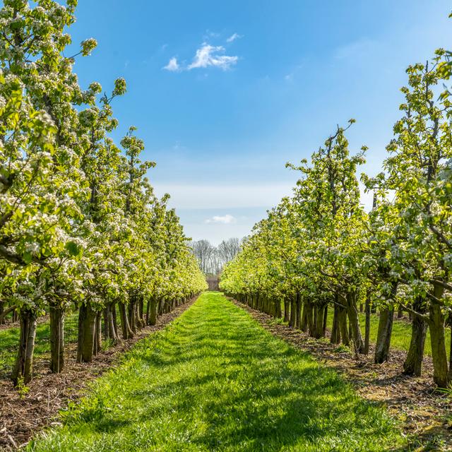 Spring Apple Orchard by Pidjoe - Wrapped Canvas Art Prints Latitude Run Size: 76cm H x 76cm W x 3.8cm D on Productcaster.