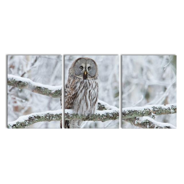 Owl On Branch - 3 Piece Wrapped Canvas Print East Urban Home Size: 80cm H x 180cm W on Productcaster.