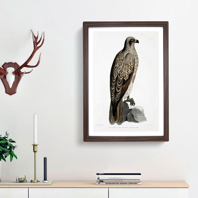 Lined Fishing Eagle by John Edward Gray - Picture Frame Painting Print East Urban Home Frame Option: Walnut Framed, Size: 36cm H x 27cm W x 2cm D on Productcaster.