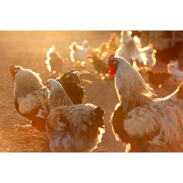 Chickens Feeding on an Early Morning Farm by jacobeukman - Wrapped Canvas Photograph Brambly Cottage Size: 81cm H x 122cm W x 3.8cm D on Productcaster.