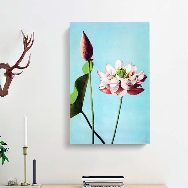 Pink Lotus Flowers by Ogawa Kazumasa - Wrapped Canvas Painting East Urban Home Size: 76cm H x 50cm W x 3cm D on Productcaster.