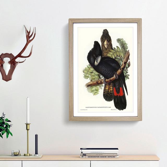 Great-Billed Black Cockatoos by Elizabeth Gould - Picture Frame Painting Print East Urban Home Frame Option: Oak Framed, Size: 48cm H x 36cm W x 2cm D on Productcaster.