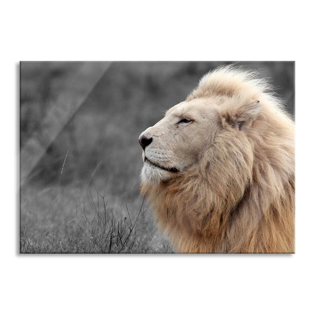 White Lion In The Savannah - No Frame Print on Glass Brayden Studio Size: 70cm H x 100cm W x 0.4cm D on Productcaster.