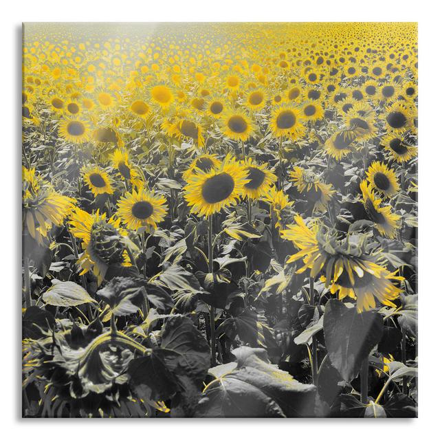 Beautiful Sunflower Field - No Frame Print on Glass August Grove Size: 80cm H x 80cm W x 0.4cm D on Productcaster.