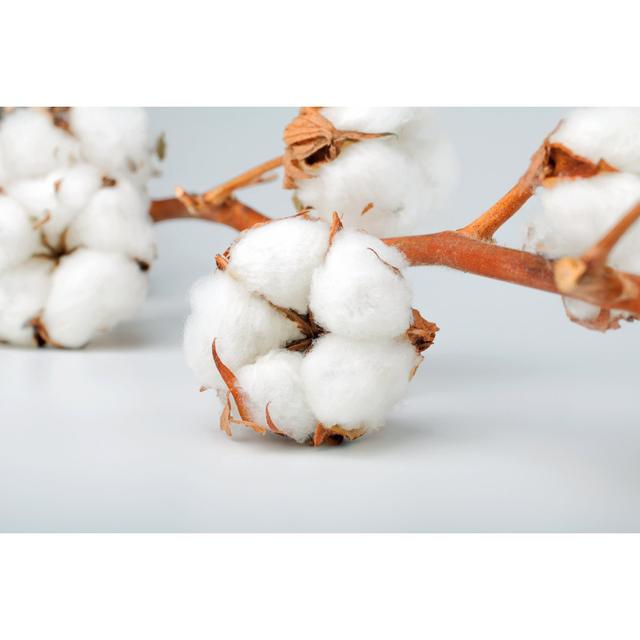 Cotton Branch - Wrapped Canvas Photograph Latitude Run Size: 30cm H x 46cm W on Productcaster.