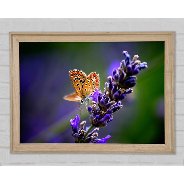 Butterfly On Lavender Flower - Single Picture Frame Art Prints August Grove Size: 29.7cm H x 42cm W x 1.5cm D on Productcaster.