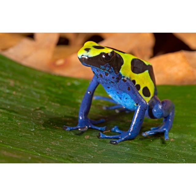 Poison Dart Frog by Kikkerdirk - Wrapped Canvas Print 17 Stories Size: 61cm H x 91cm W on Productcaster.