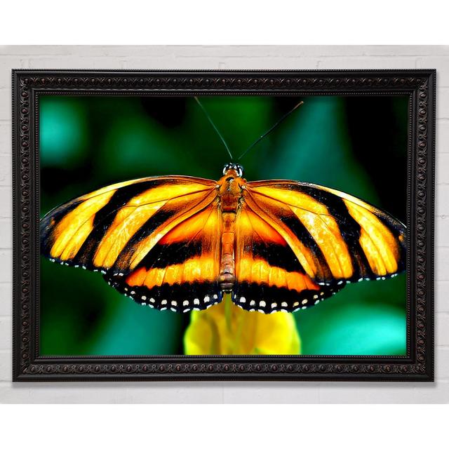 Orange And Silver Butterfly Framed Print Bright Star Size: 42cm H x 59.7cm W on Productcaster.