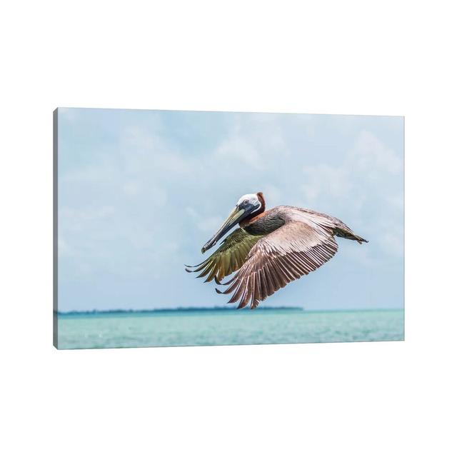 Belize, Ambergris Caye. Adult Brown Pelican Flies Over The Caribbean Sea House of Hampton Size: 20.32cm H x 30.48cm W x 1.91cm D on Productcaster.