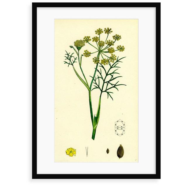 'Foeniculum Vulgare Common Fennel' Painting Brambly Cottage Size: 70 cm H x 50 cm W x 2.3 cm D, Format: Framed Paper on Productcaster.