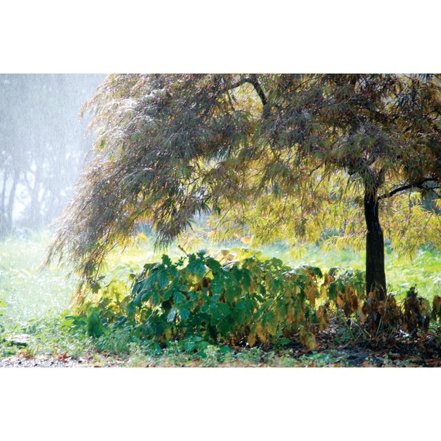 Tree In The Rain - Wrapped Canvas Print Alpen Home Size: 20cm H x 30cm W x 3.8cm D on Productcaster.