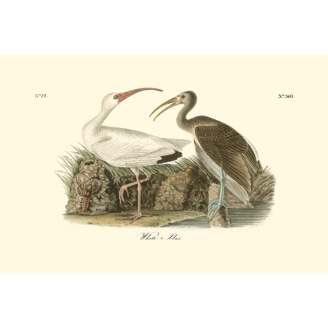 White Ibis by John James Audubon - Wrapped Canvas Painting Rosalind Wheeler Size: 20cm H x 30cm W x 3.8cm D on Productcaster.