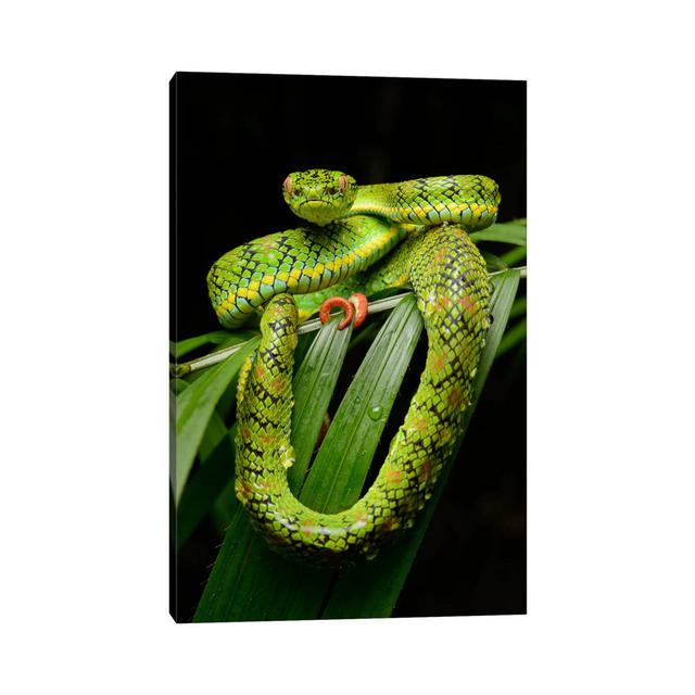 Schultz' Pit Viper Showing Red Tail Tip Used For Caudal Luring, Thumb Peak, Palawan Island, Philippines by - Wrapped Canvas Photograph Latitude Run Si on Productcaster.