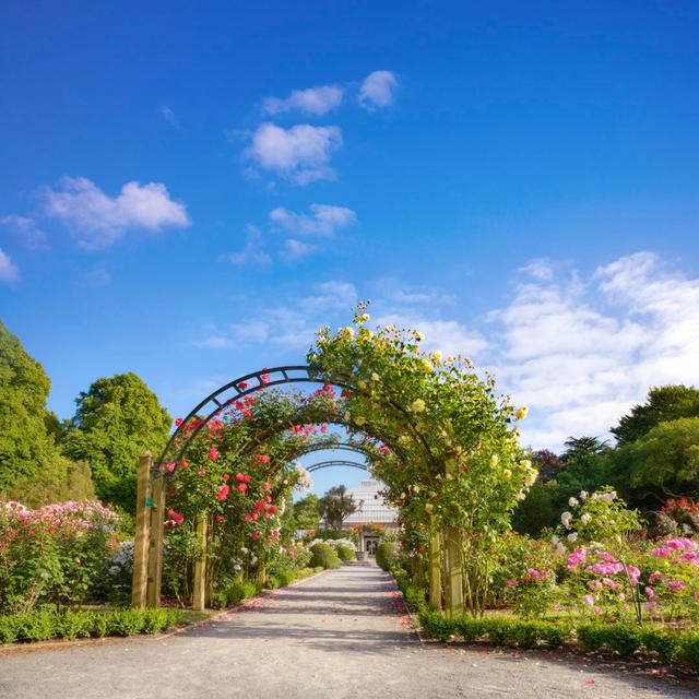 Christchurch Hagley Park Rose Garden by Travellinglight - Wrapped Canvas Print 17 Stories Size: 91cm H x 91cm W on Productcaster.