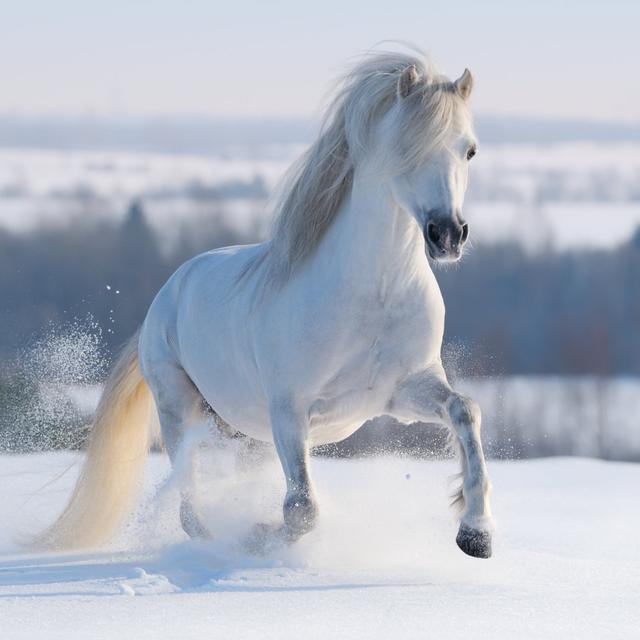 Galloping White Horse - Wrapped Canvas Print Gracie Oaks Size: 76cm H x 76cm W on Productcaster.